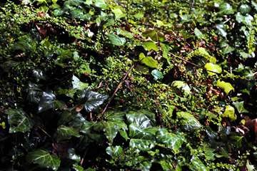 بهار در قاب دانشگاه علوم بهزیستی و توانبخشی